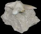Otodus Shark Tooth Fossil In Rock - Eocene #60202-2